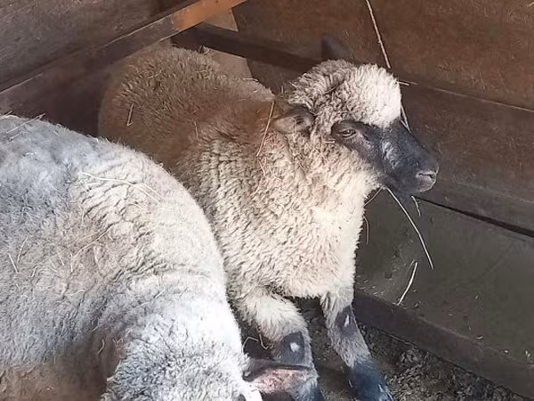 Ram, Shroshire sheep — Hungary