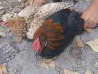Chickens — fotografija 4
