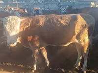 Bou, Simmental cattle — foto 5