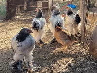 Brahma — foto 3