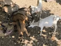 山羊（批次，未指定性别）, Goats — 照片 7