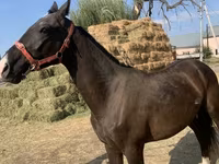 Pastuv, Akhal-Teke — fotografija 2