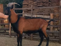ஆண் வெள்ளாடு, Alpine goat — புகைப்படம் 4