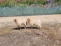 แกะตัวเมีย, Racka sheep — รูปภาพ 2