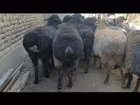 Pecora, Hissar sheep — foto 2