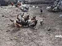 Chickens — foto 4