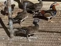 Ducks — عکس 3