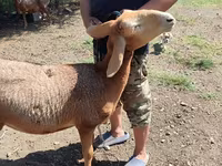 Får, Arashan sheep — foto 5