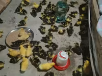 Ducks — 1-rasm