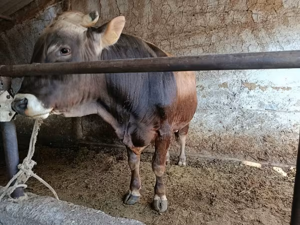Stier, Runderen
