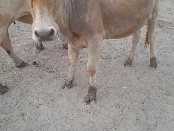 گاو ماده, گاو
