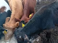 گاو نر, Russian Black pied cattle — عکس 2