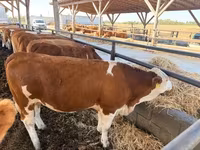 母牛, Simmental cattle — 照片 1