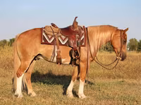 Aygʻir, Gypsy horse — 4-rasm