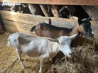 Koza, Alpine goat — zdjęcie 3