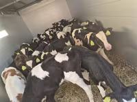 โคเนื้อ (เป็นล็อต, ไม่ระบุเพศ), Simmental cattle — รูปภาพ 2