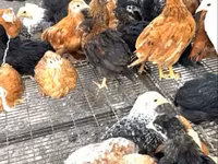Chickens — zdjęcie 1