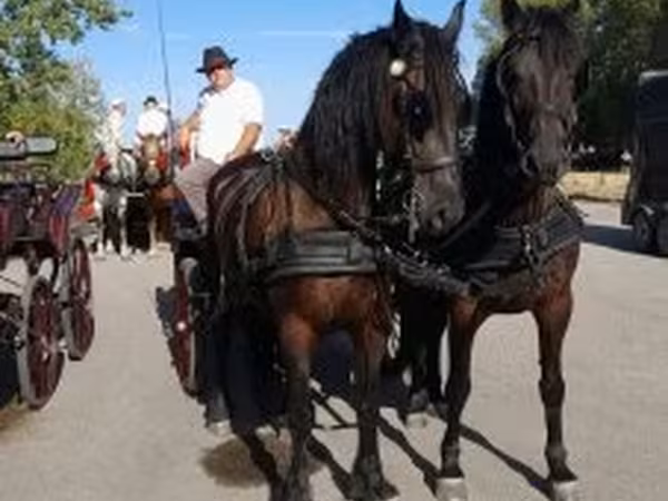 Kůň, Friesian