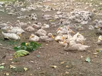 Domestic Muscovy — foto 1