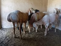Ram, Arashan sheep — foto 4