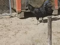 Ajam cemani — fotografija 2