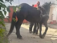 母马, Horses — 照片 1