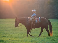 Hingst, Quarter Horse — foto 5
