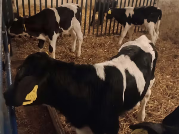 Бик, Russian Black pied cattle
