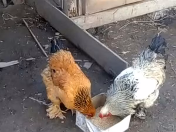 Brahma