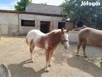 گھوڑا, گھوڑے — تصویر 3