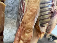 مادیان, Kazakh horse — عکس 2