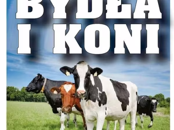 Kuh, Holstein-Rasse