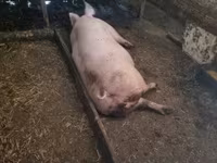 돼지(암수 미지정, 묶음), 돼지 — 사진 3