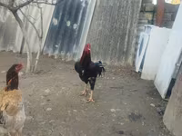 Chickens — รูปภาพ 5