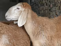 숫양, Arashan sheep — 사진 4