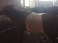 Cow, Cattle — photo 5