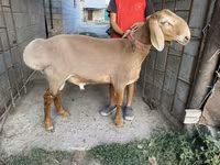 Montone, Arashan sheep — foto 1