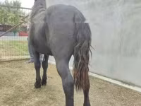 گھوڑا, گھوڑے — تصویر 3