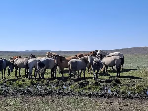 مادیان, Mugalzhar horse