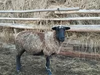 ვერძი, Romanov sheep — ფოტო 1