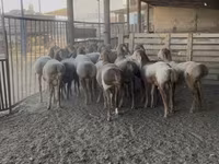 Berbec, Arashan sheep — foto 3