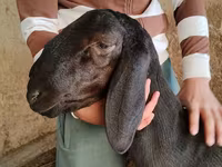 Berbec, Arashan sheep — foto 1