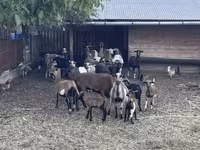 قوچ, Cameroon sheep — عکس 3