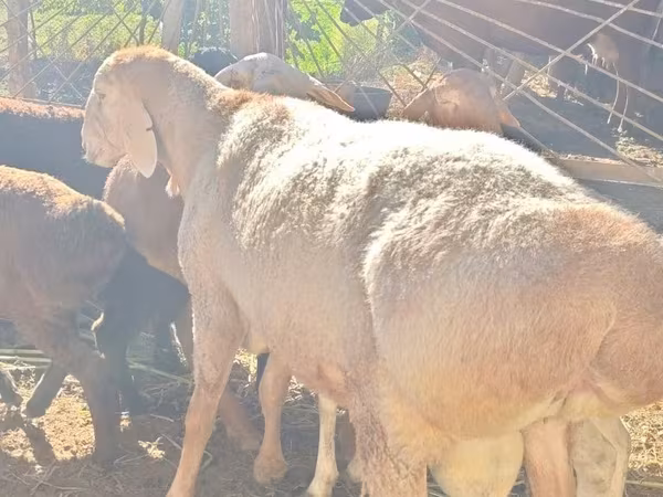 የጎትት አውራ በግ, Rhon sheep