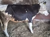 Αγελάδα, Russian Black pied cattle — φωτογραφία 2