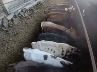 Lo’, Cattle — sawirka 5