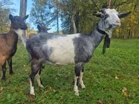 Էգ այծ, Alpine goat — լուսանկար 2