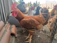 Chickens — Foto 1
