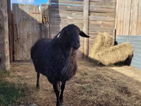 قوچ, Hissar sheep — عکس 5