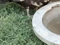 Turkeys — الصورة 3